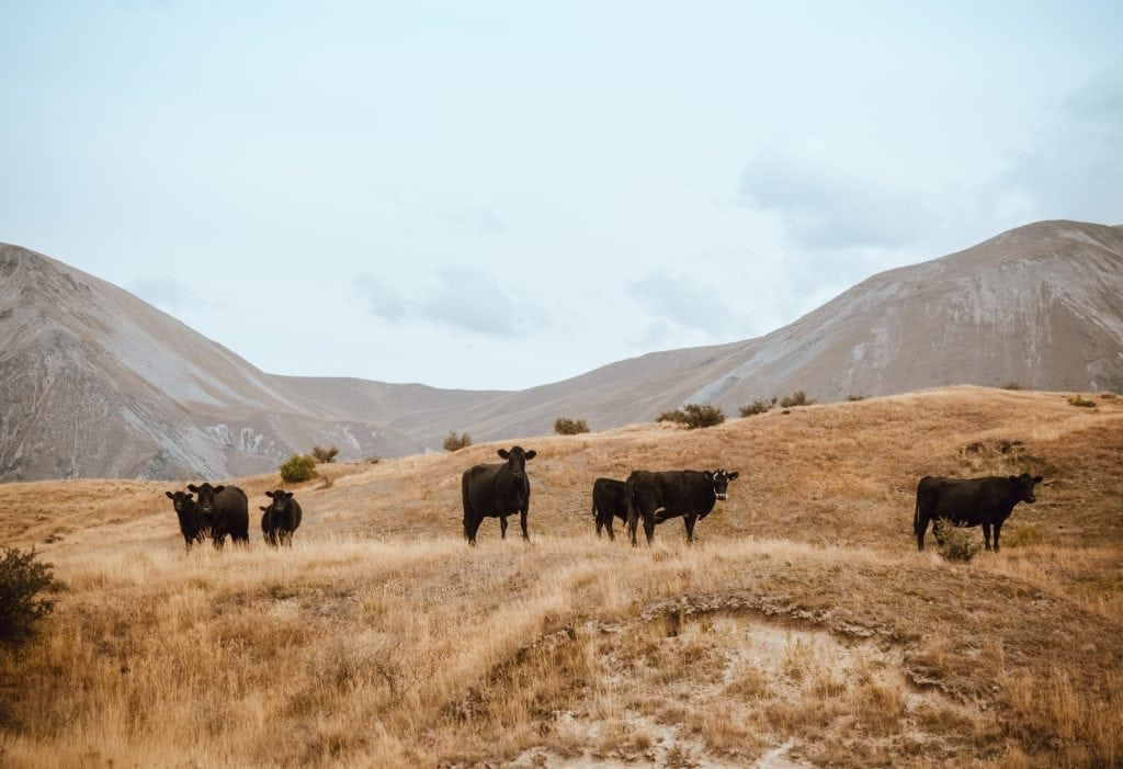 Dojarki a dobrostan krów – jak dojarki wpływają na dobrostan krów?