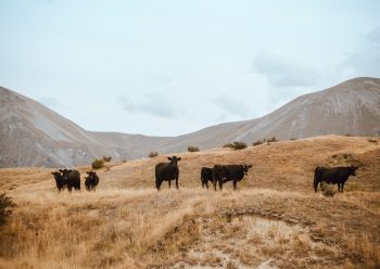 Dojarki a dobrostan krów - jak dojarki wpływają na dobrostan krów?